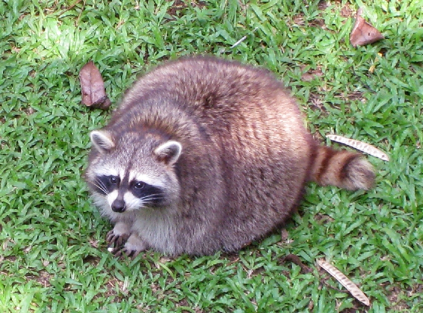 An image of a big raccoon sitting on the grass.